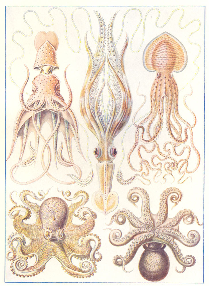 CRUSTACEANS. Decapods and Octopods Octopus Squid 1907 old antique print